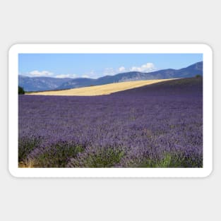 Lavander in Provence Sticker